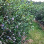 Celebrating highbush blueberries